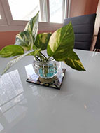 table plant